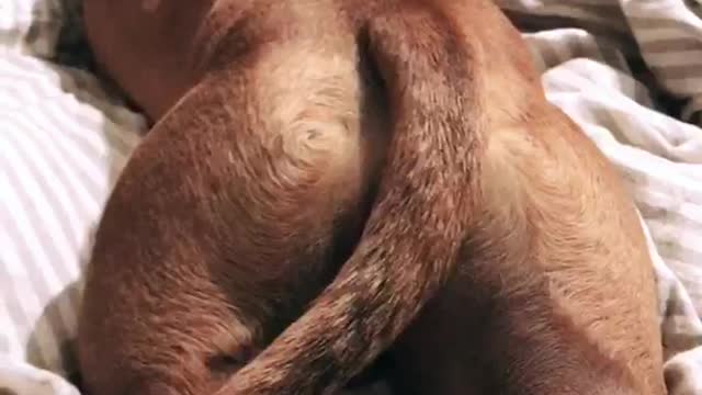 Brown dog turns away when owner pets him on a bed