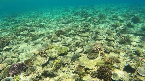 Lots of nice coral at Cape Maeda