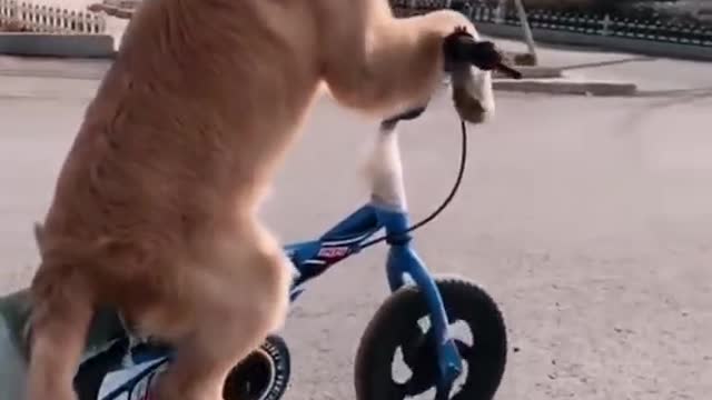 dog funny #shorts 2022🐕🐕🐕🐕🐕🐕🐕🐕
