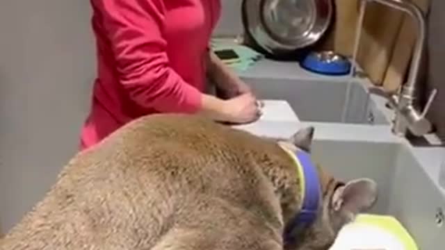 Sometimes those who like cats exaggerate a little