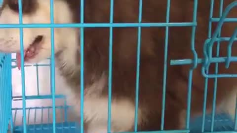 the dog is cute, like a very naughty kid