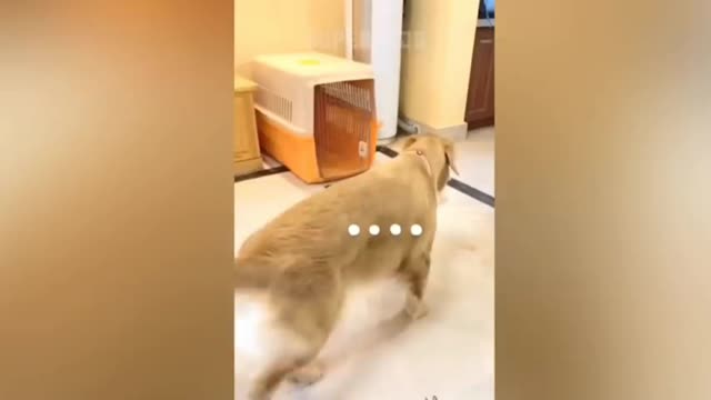 Cutting reaction of a Dog shape cake || part- 1