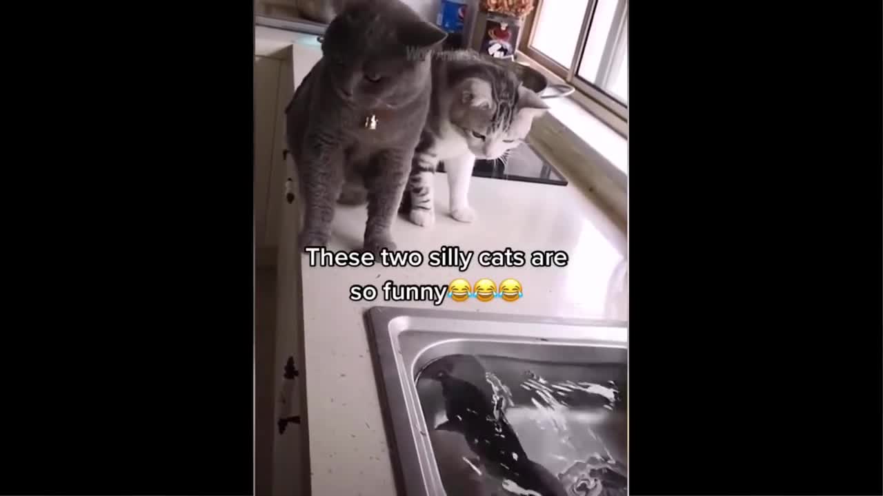 funny animals3