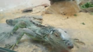 Boy thought the Lizard Would Move To Attack Him