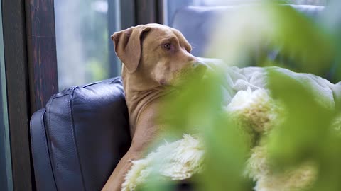 Relaxing Dog brown