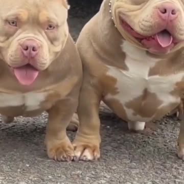 American bully | Pitbull dog status | Pitbull lover | Pitbull dog fight scene | Dangerous dog breeds