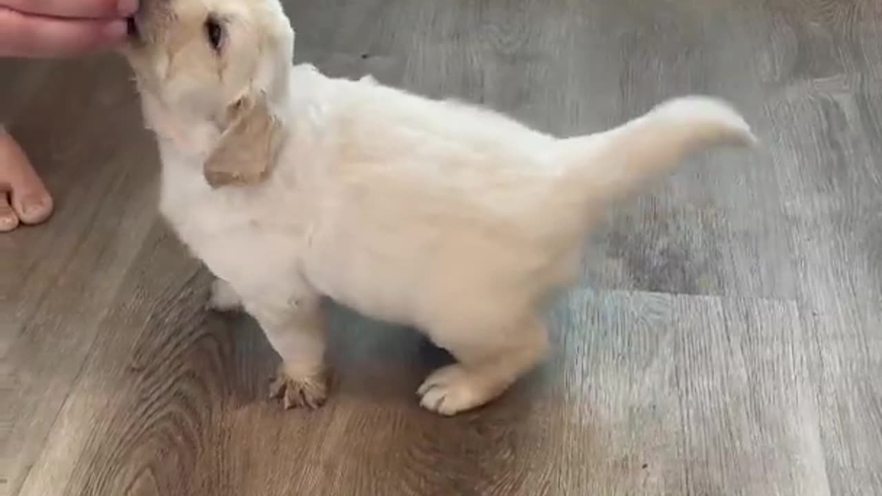 How to train sit your puppy