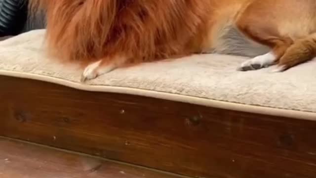 Dog turn wild after watching lion king