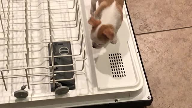 Pablo trying to help
