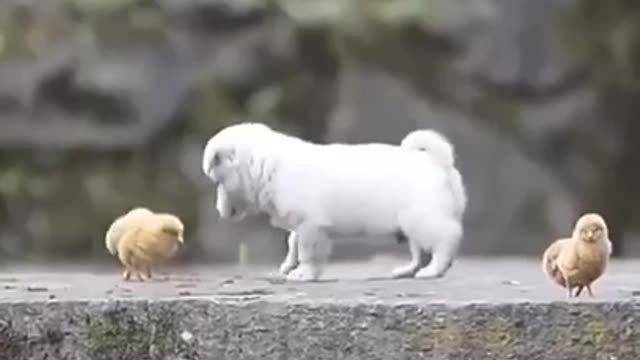 puppy play with little chicken. SO CUTE