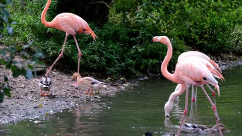 Flamingo Bird