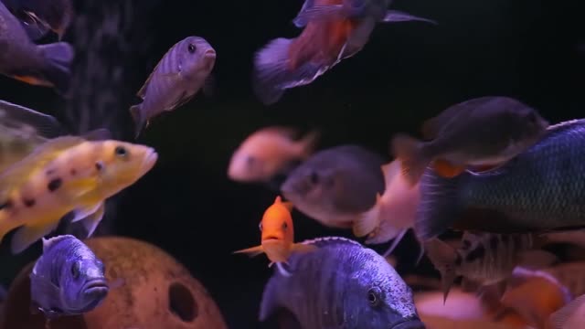 aquarium with colorful fish cichlids