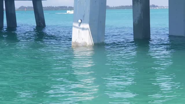 Dolphins at Longboat Pass Bridge...