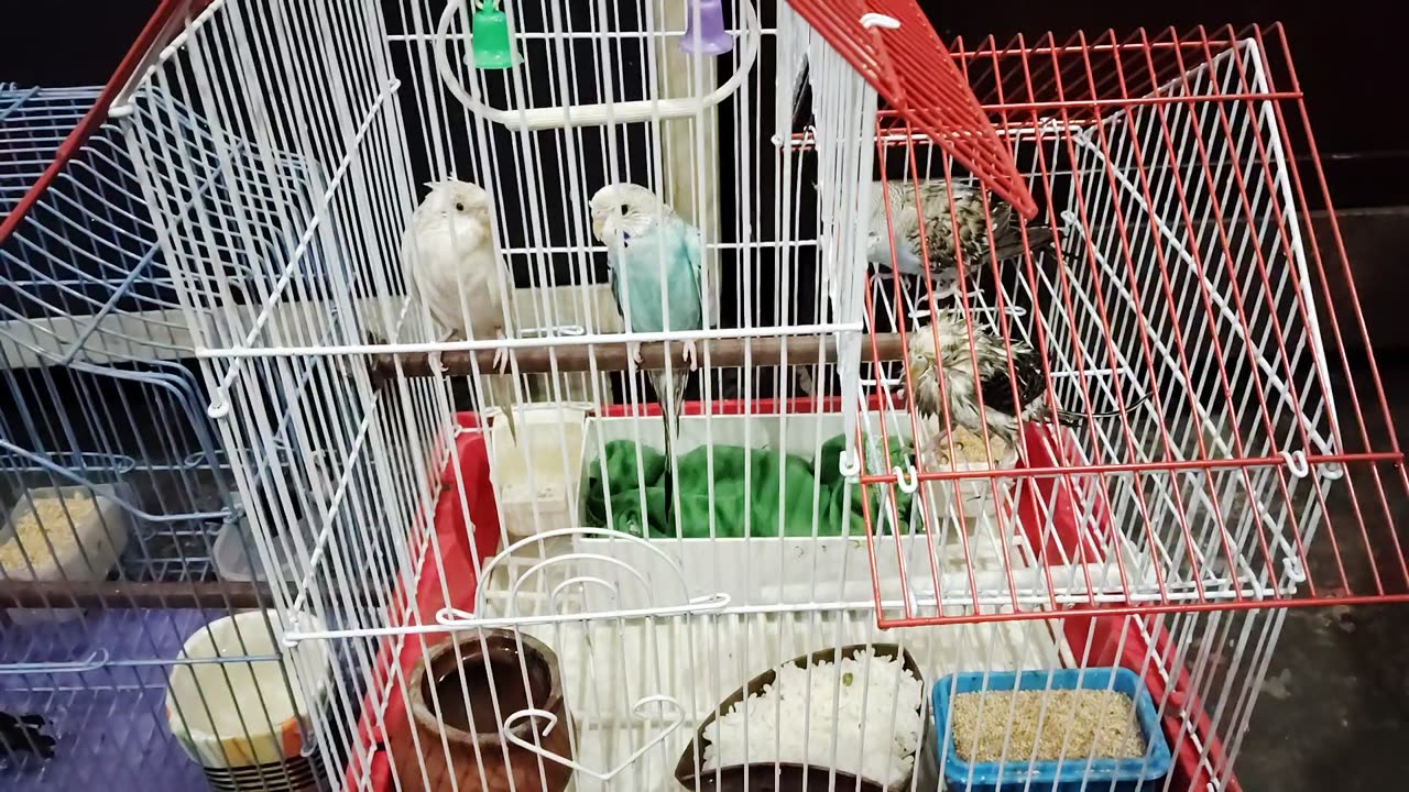 Video after birds🐦 bath look so cute🐤