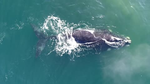 Aerial Shot of Southern Right Whale Spouting Close Up