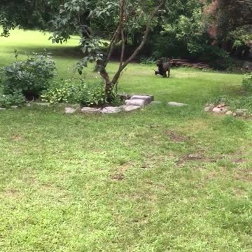 Who says small dogs aren’t fast?