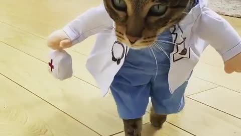 Funny and funny cat wearing the doctor's clothes 2021