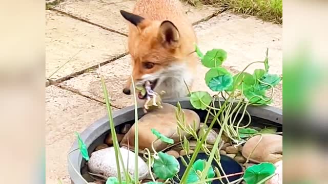 FOX DECIDES THAT FAIRY STATUE IS HERS