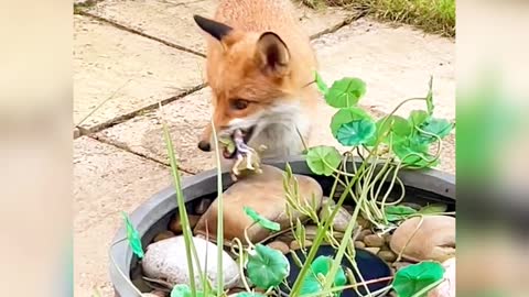 FOX DECIDES THAT FAIRY STATUE IS HERS