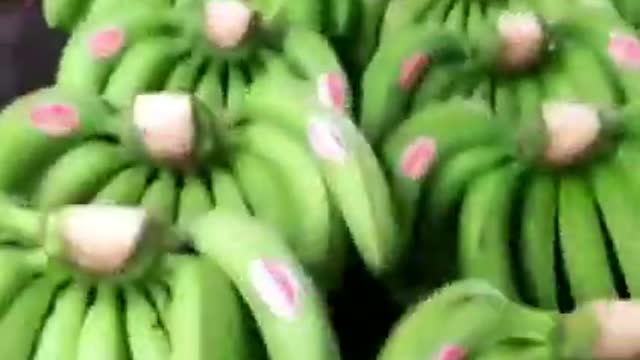 Cavendish Bananas Ready for Export