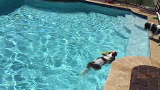 Cavalier King Charles Dogs