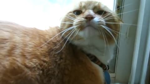 Funny moments with cat