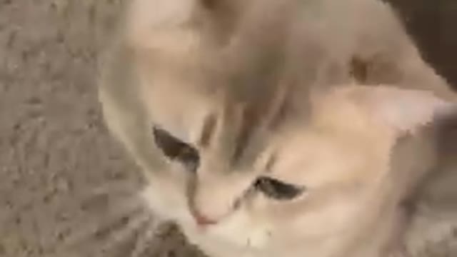 Cute cat little cat video