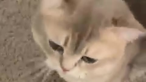 Cute cat little cat video