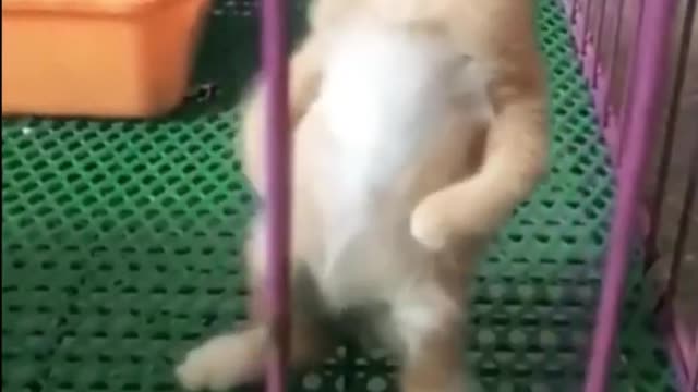Cute and funny Cats compilation 🐈⬛🥰😂🐈😅🙈😜