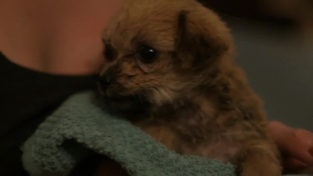 A cute, little baby dog🐶 incredible.