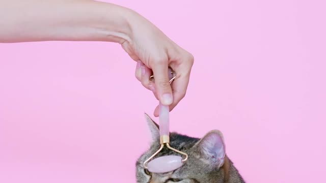 person massaging adorable cat with a facial roller