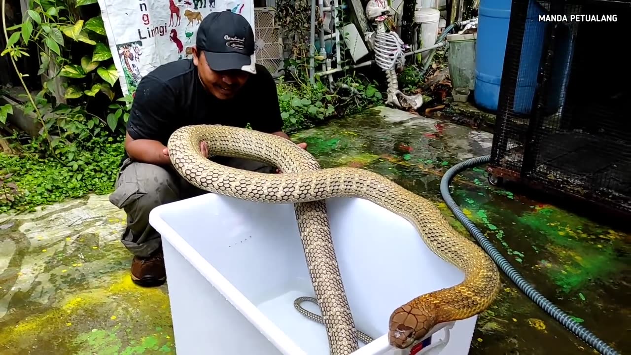 THIS IS A PICTURE OF A GOLDEN GIANT KING COBRA KALIMANTAN COMPETITOR GARAGA |COBRA |KING COBRA|SNAKE