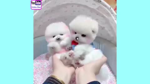 Cute puppy😚