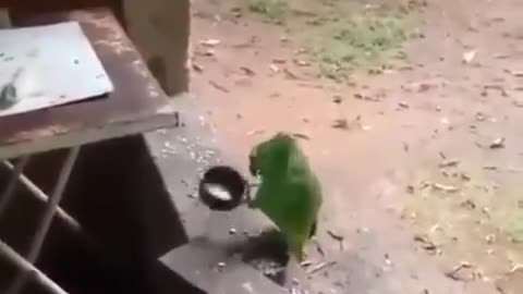 singing lovely bird