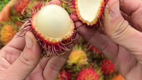 Related to lychee and tastes the same