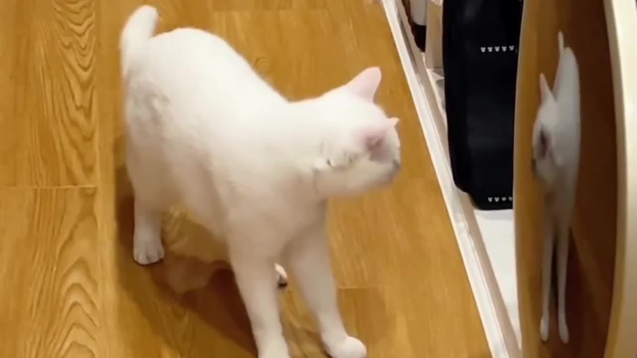Funny cats moments