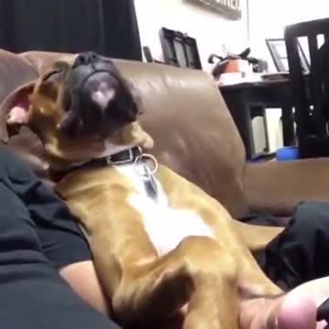 Dog cannot keep awake watching TV