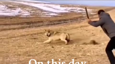 Tibet Wolf attack