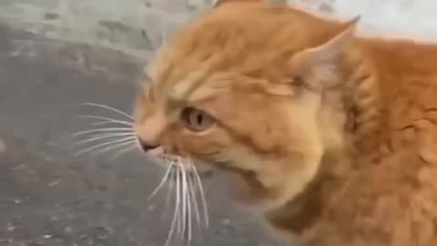 Cat fun