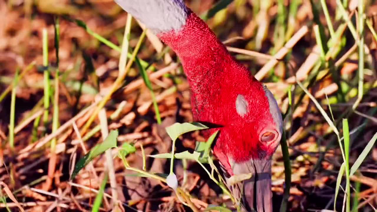 Wild birds