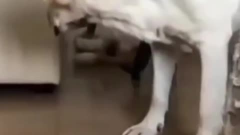 Funny Animal Videos 2022 - Funniest Cats And Dogs Videos - Cute Pets #shots