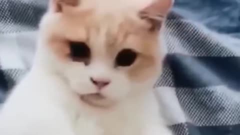 Funny cat: There's Something You Should Know