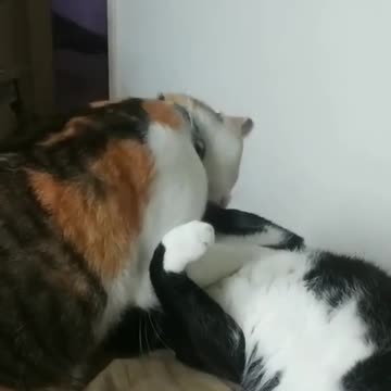 Me and my brother ... we live between bites and licks.