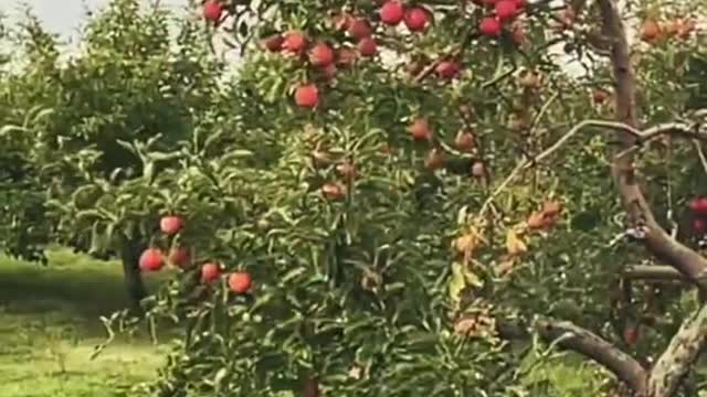 MONTREAL AN APPLE PARADISE #shorts