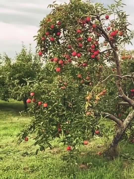 MONTREAL AN APPLE PARADISE #shorts