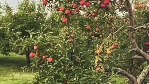 MONTREAL AN APPLE PARADISE #shorts