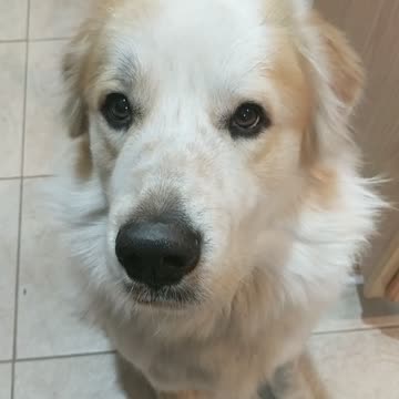 Gentle Giant Great Pyrenees