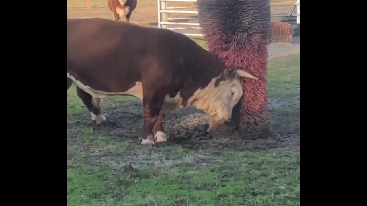 a big bull