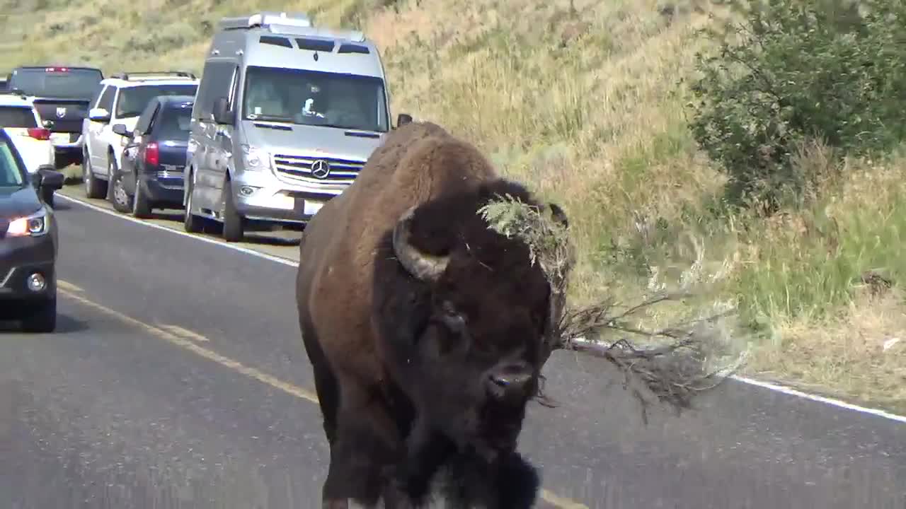 Bison Strolls Down Road 'Modeling' Massive Tree Branch