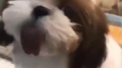 Funniest Cats and Dogs - Best Of The 2022 Funny Animals Videos 🐱🐶